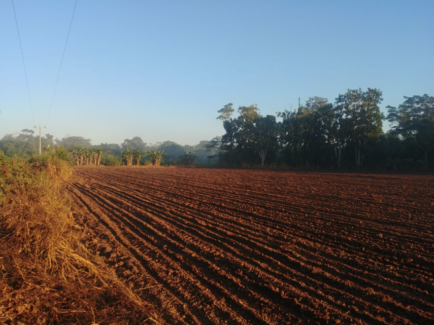 Recently cleared forest for large scale agriculture along the highway leading to Santa Clara de Uchunya