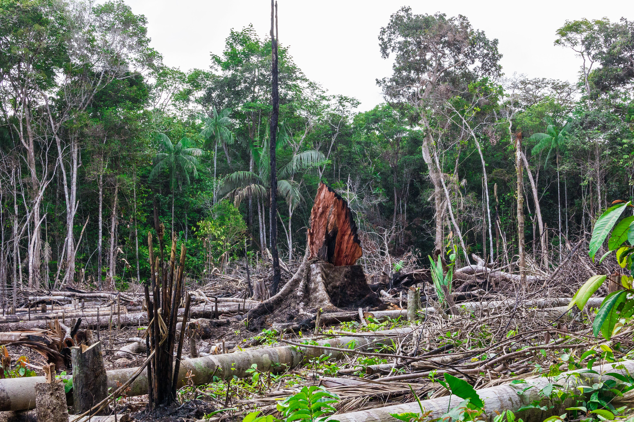 UK efforts to reduce global deforestation undermined by ignoring