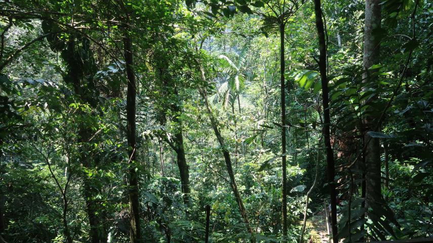 How to improve forest conservation by recognizing the rights of ...