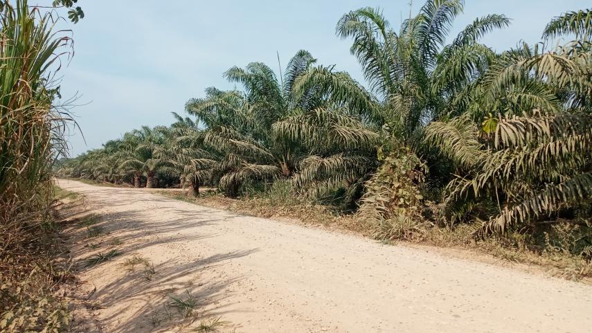 Plantations International Palm Oil