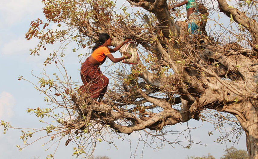 World Wildlife Day 2021 Learning From Indigenous Peoples And Local Communities To Restore Our Relationship With Nature Fpp