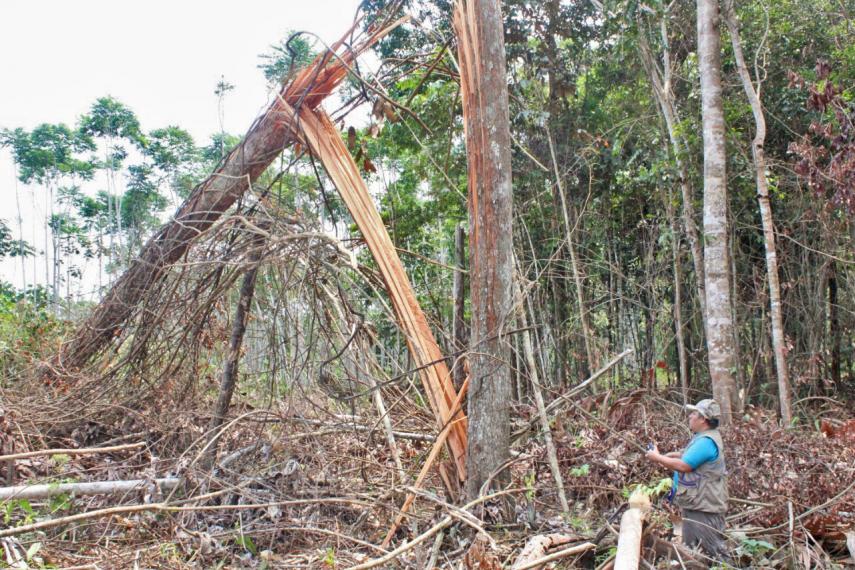 Indigenous Forest Defenders Call Upon Peruvian State For Protection Amidst Surge In Illegal Logging Narcotics Production And Threats Fpp